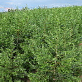 Лиственница японская Маргилинда (Larix kaempferi 'Margylinda')
