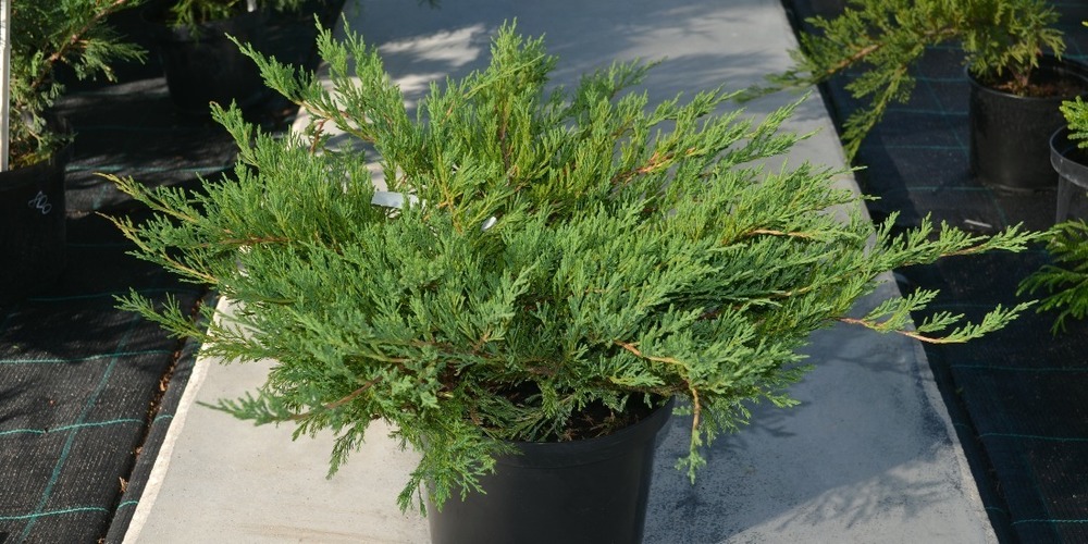 Можжевельник горизонтальный Прострата (Juniperus horizontalis 'Prostrata')