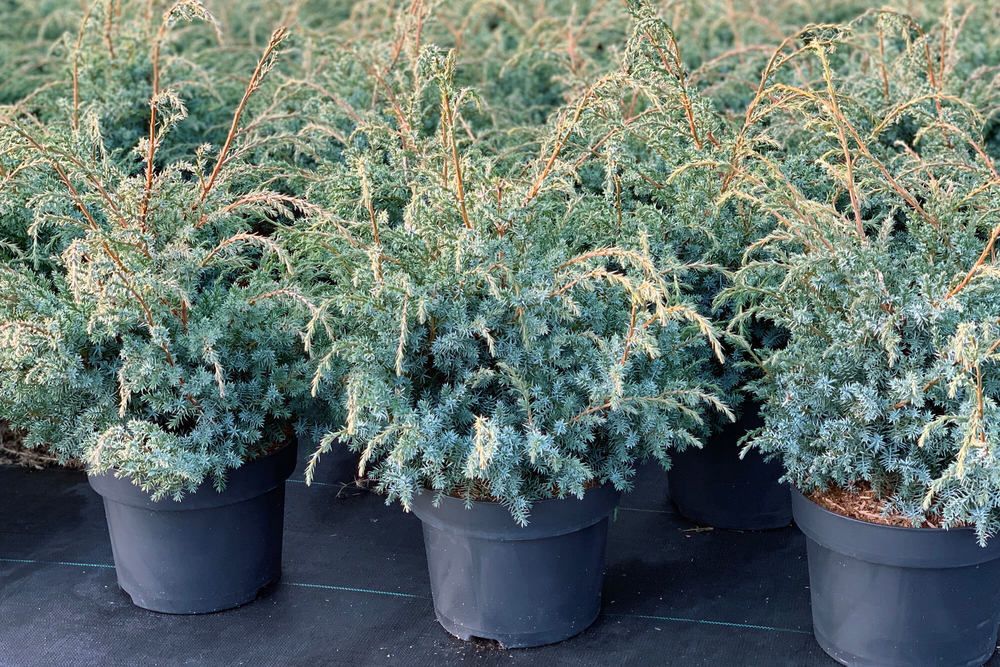 Можжевельник чешуйчатый Блю Альпс (Juniperus squamata 'Blue Alps')