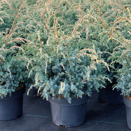 Можжевельник чешуйчатый Блю Альпс (Juniperus squamata 'Blue Alps')