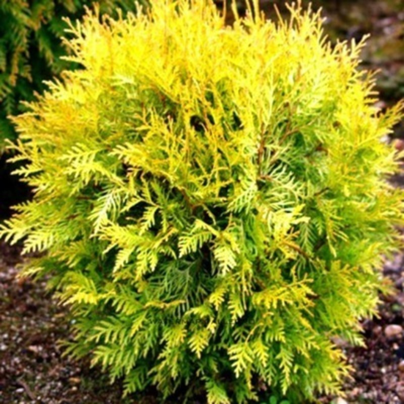 Туя западная Даника Ауреа (Thuja occidentalis 'Danica Aurea')