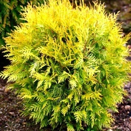 Туя западная Даника Ауреа (Thuja occidentalis 'Danica Aurea')