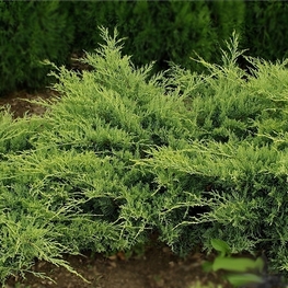 Можжевельник виргинский Голден Спринг (Juniperus virginiana 'Golden Spring')