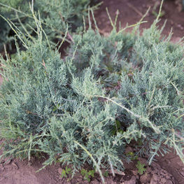 Можжевельник виргинский Блю Клауд (Juniperus virginiana 'Blue Cloud')