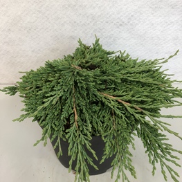 Можжевельник горизонтальный Панкейк (Juniperus horizontalis 'Pancake')