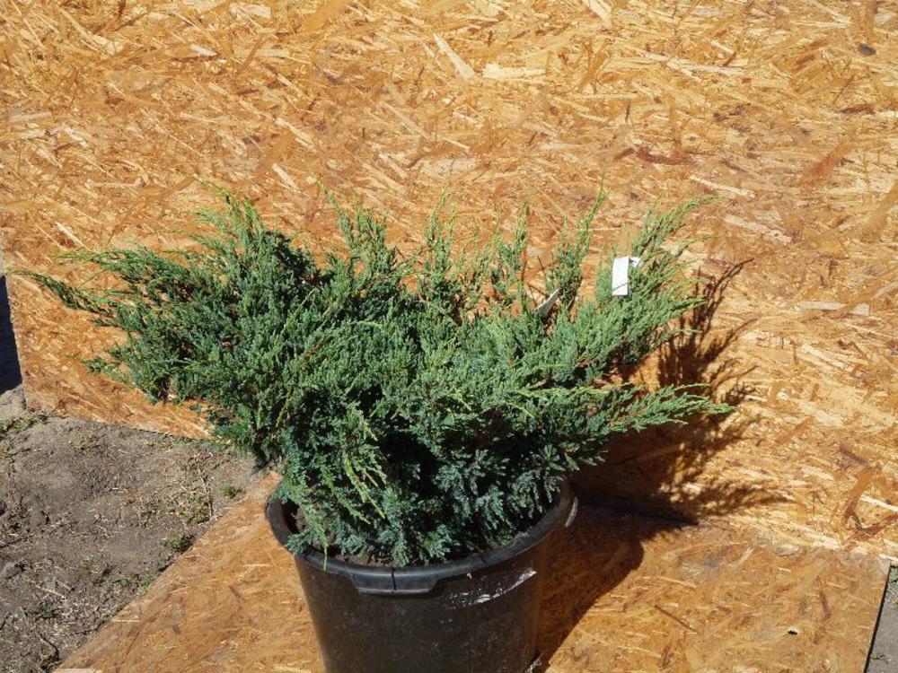 Можжевельник горизонтальный Туркуаз Спредер (Juniperus horizontalis 'Turquoise Spreader')