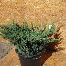 Можжевельник горизонтальный Туркуаз Спредер (Juniperus horizontalis 'Turquoise Spreader')