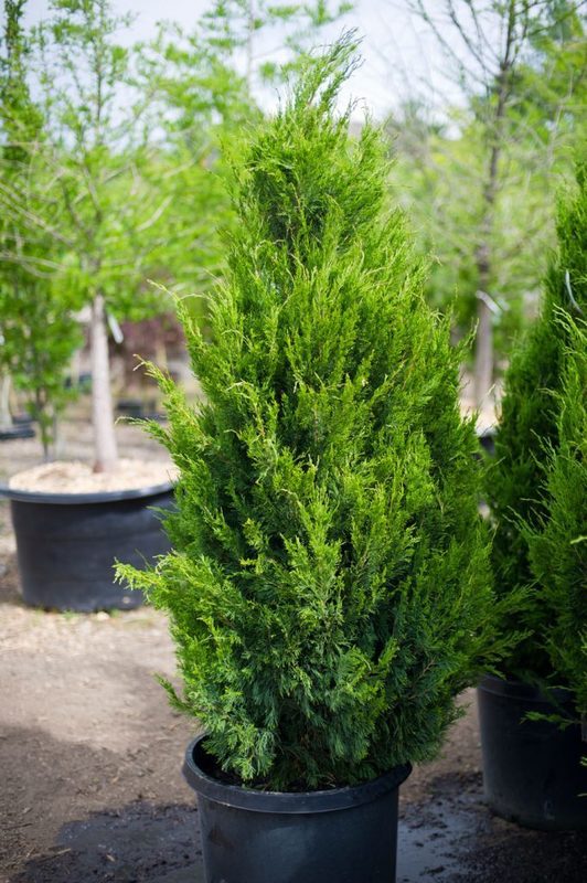 Можжевельник китайский Спирминт (Juniperus chinensis 'Spearmint')