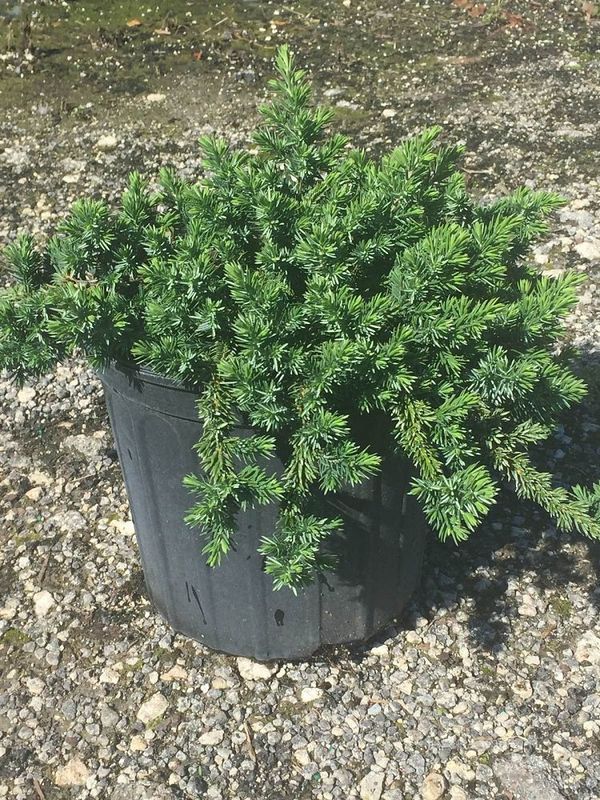 Можжевельник прибрежный Йеллоу Пасифик (Juniperus conferta 'Yellow Pacific')