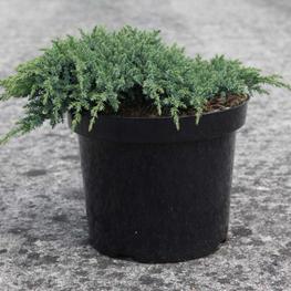 Можжевельник чешуйчатый Литтл Джоанна (Juniperus squamata 'Little Joanna')