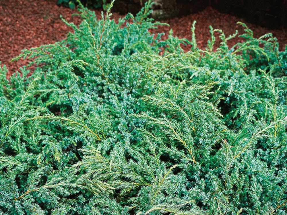 Можжевельник чешуйчатый Хуннеторп (Juniperus squamata 'Hunnetorp')