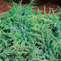 Можжевельник чешуйчатый Хуннеторп (Juniperus squamata 'Hunnetorp')