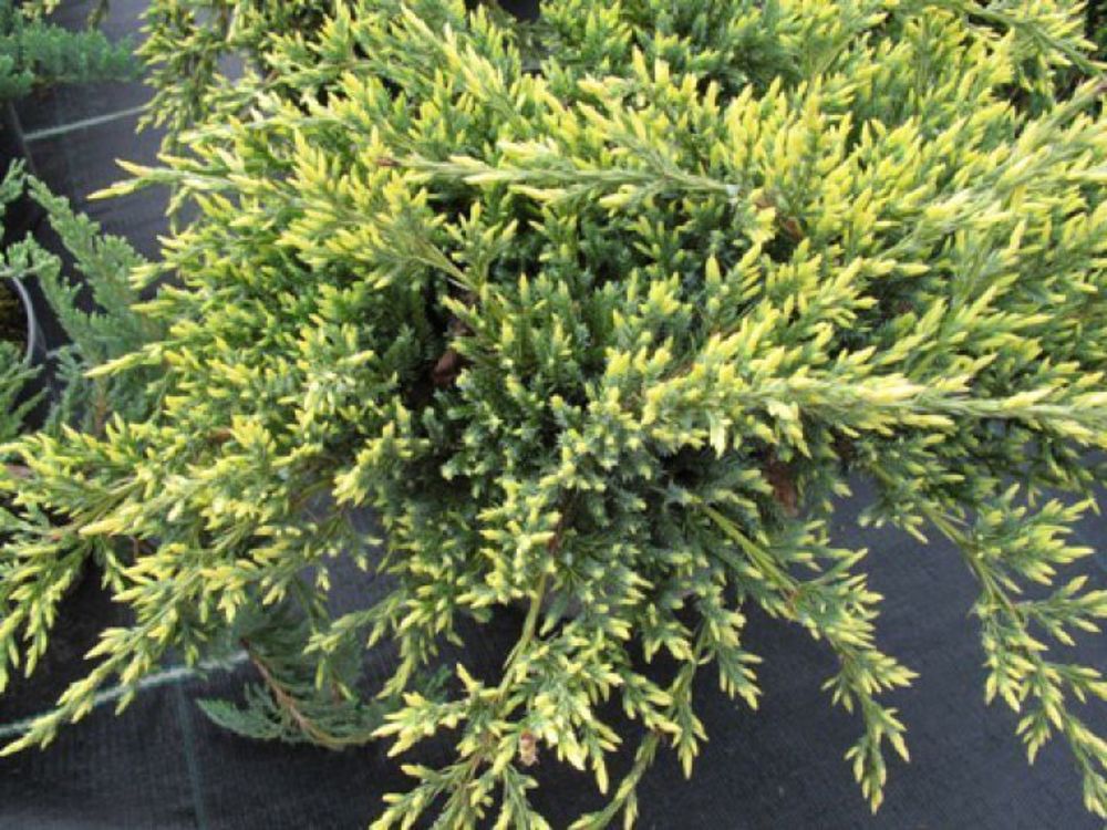 Можжевельник чешуйчатый Голд Тип (Juniperus squamata 'Gold Tip')