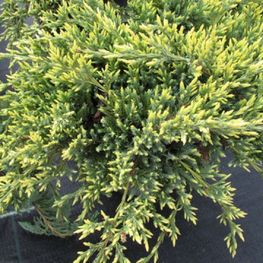 Можжевельник чешуйчатый Голд Тип (Juniperus squamata 'Gold Tip')