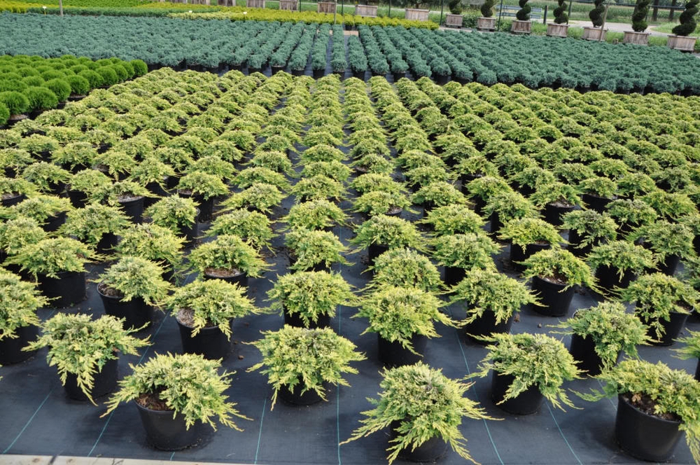 Можжевельник горизонтальный Голден Карпет (Juniperus horizontalis 'Golden Carpet')