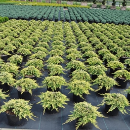 Можжевельник горизонтальный Голден Карпет (Juniperus horizontalis 'Golden Carpet')