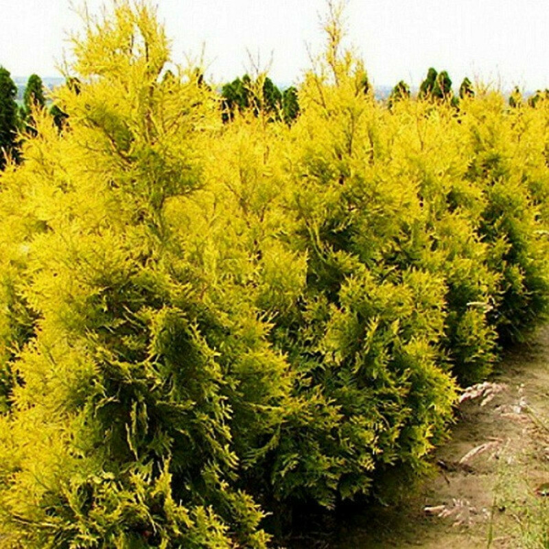 Туя западная Салланд (Thuja occidentalis 'Salland')