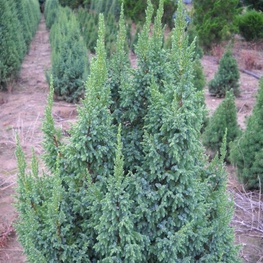 Можжевельник чешуйчатый Лодери (Juniperus squamata 'Loderi')