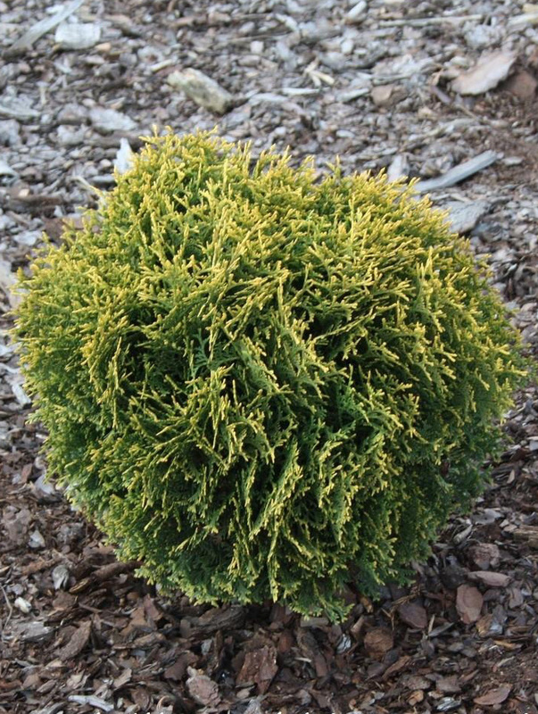 Туя западная Вотерфилд (Thuja occidentalis 'Waterfield')