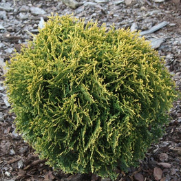 Туя западная Вотерфилд (Thuja occidentalis 'Waterfield')