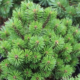 Сосна горная Миникин (Pinus mugo 'Minikin')
