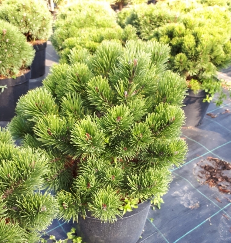 Сосна горная Марч (Pinus mugo 'March')