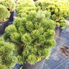 Сосна горная Марч (Pinus mugo 'March')