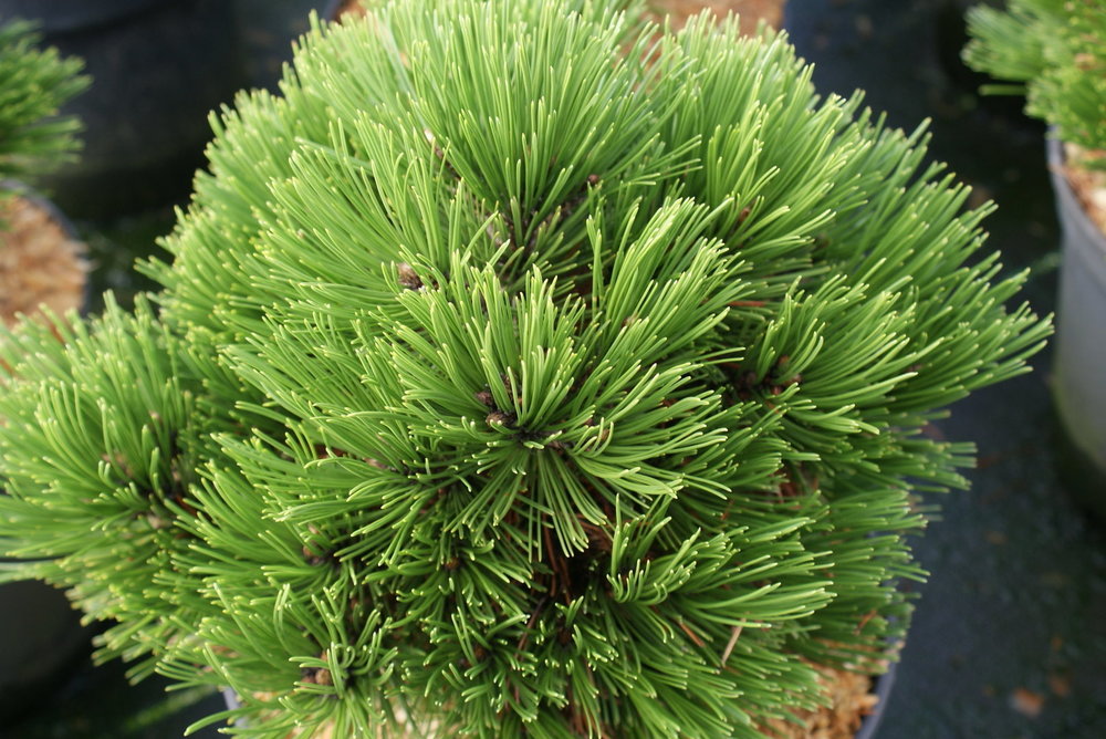 Сосна белокорая Шмидти (Pinus heldreichii 'Schmidtii')