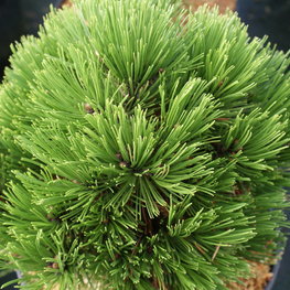 Сосна белокорая Шмидти (Pinus heldreichii 'Schmidtii')