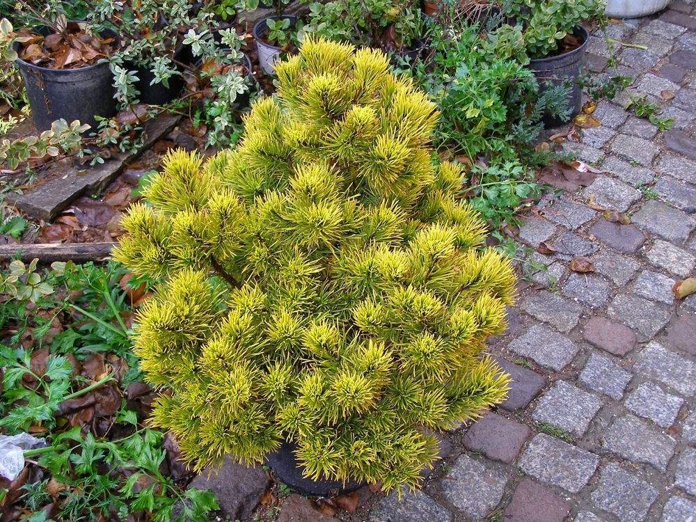 Сосна горная Голден Глоу (Pinus mugo 'Golden Glow')
