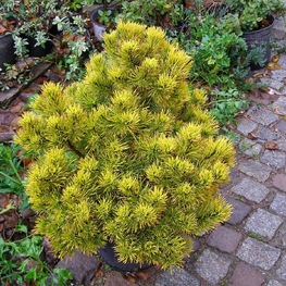 Сосна горная Голден Глоу (Pinus mugo 'Golden Glow')