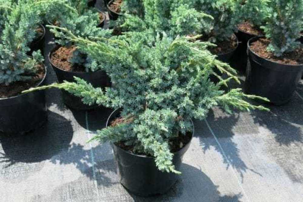 Можжевельник чешуйчатый Мейери Компакта (Juniperus squamata 'Meyeri Compacta')