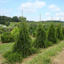 Можжевельник виргинский Пендула (Juniperus virginiana 'Pendula')