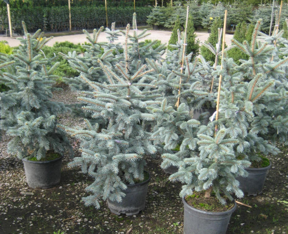 Ель колючая Сховенхорст (Picea pungens 'Schovenhorst')