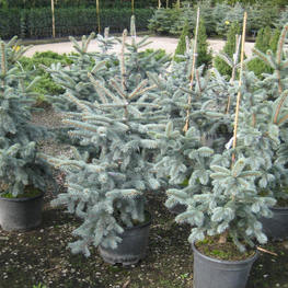 Ель колючая Сховенхорст (Picea pungens 'Schovenhorst')