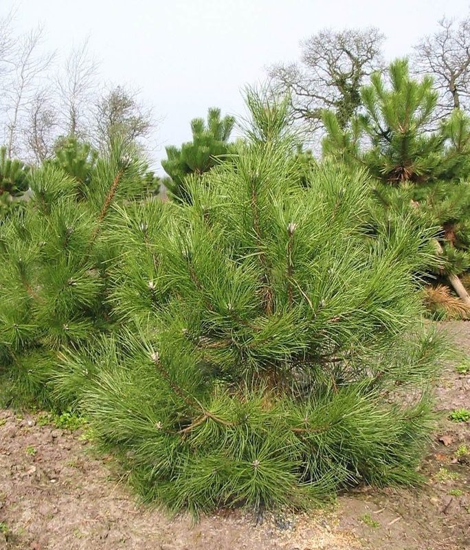 Сосна черная Австрийская (Pinus nigra subsp. nigra)
