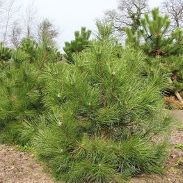 Сосна черная Австрийская (Pinus nigra subsp. nigra)