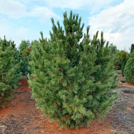 Сосна кедровая европейская (Pinus cembra)