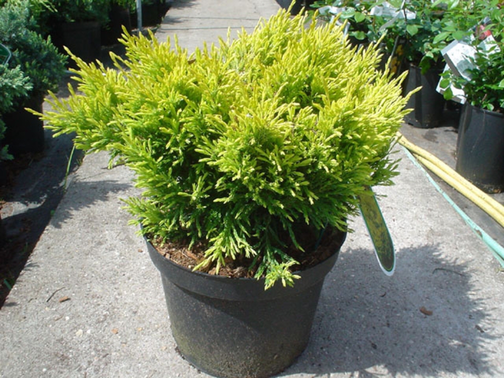 Можжевельник горизонтальный Лайм Глоу (Juniperus horizontalis 'Lime Glow')