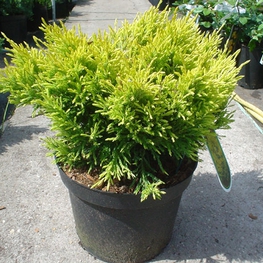 Можжевельник горизонтальный Лайм Глоу (Juniperus horizontalis 'Lime Glow')