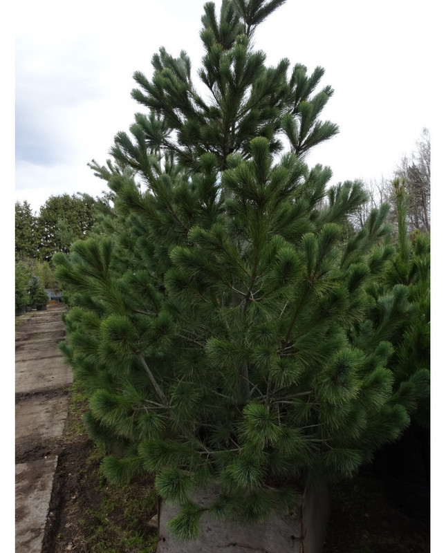 Сосна румелийская (Pinus peuce)