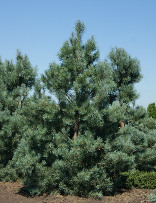 Сосна обыкновенная Глаука (Pinus sylvestris 'Glauca')