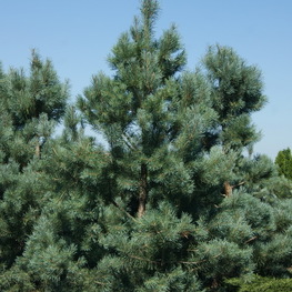 Сосна обыкновенная Глаука (Pinus sylvestris 'Glauca')