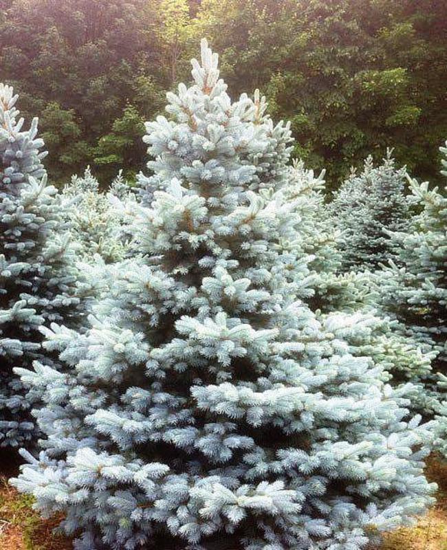 Ель колючая Бэби Блю Айс (Picea pungens 'Baby Blue Eyes')