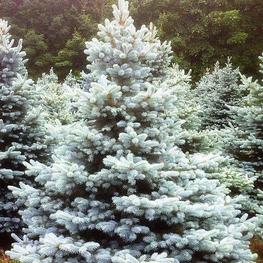 Ель колючая Бэби Блю Айс (Picea pungens 'Baby Blue Eyes')