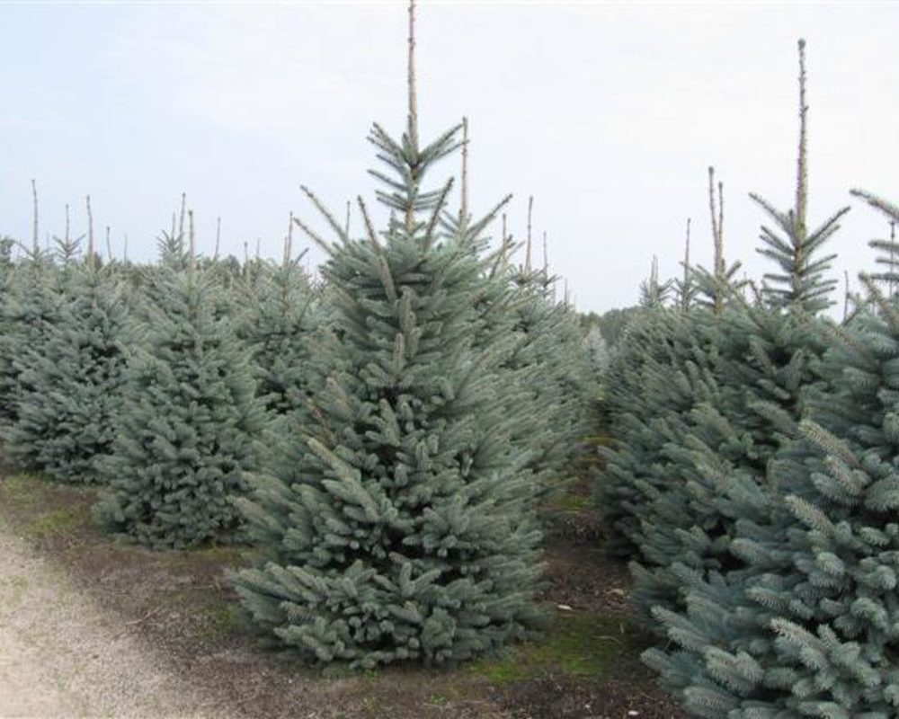 Ель колючая Блю Тринкет (Picea pungens 'Blue Trinket')