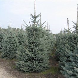 Ель колючая Блю Тринкет (Picea pungens 'Blue Trinket')