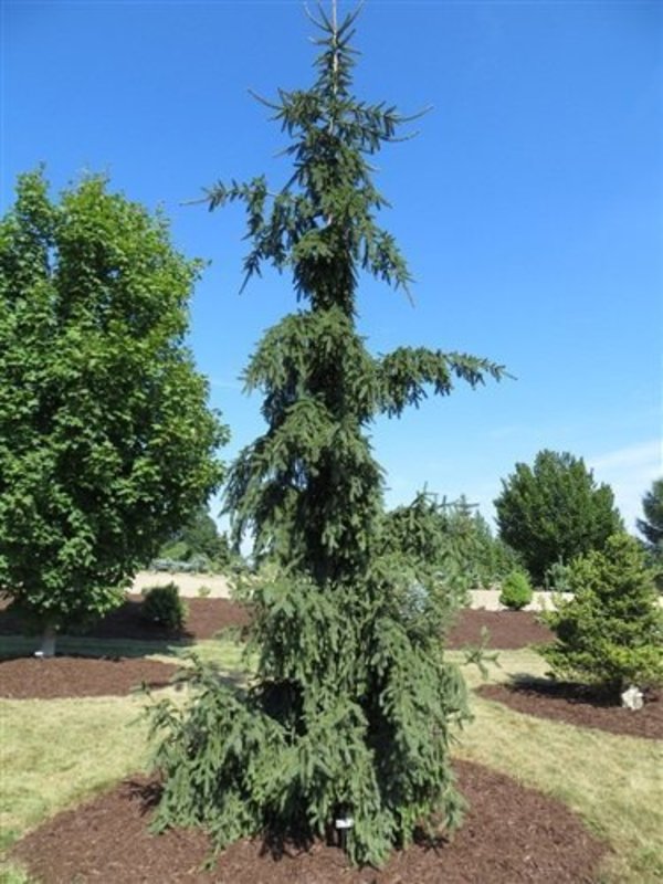 Ель обыкновенная Ротенхауз (Picea abies 'Rothenhaus')
