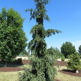 Ель обыкновенная Ротенхауз (Picea abies 'Rothenhaus')