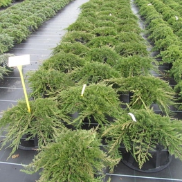 Можжевельник горизонтальный Принц Уэльский (Juniperus horizontalis 'Prince of Wales')